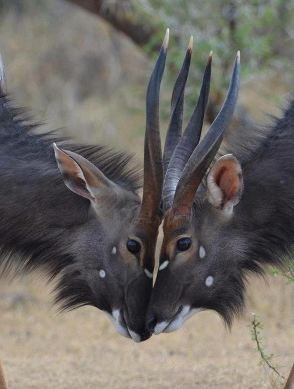 Weltevreden Game Lodge Bloemfontein Esterno foto