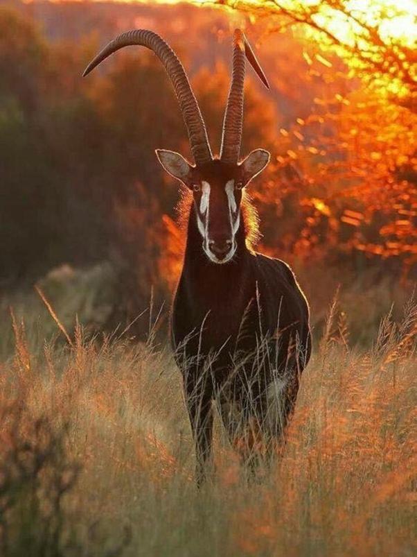 Weltevreden Game Lodge Bloemfontein Esterno foto