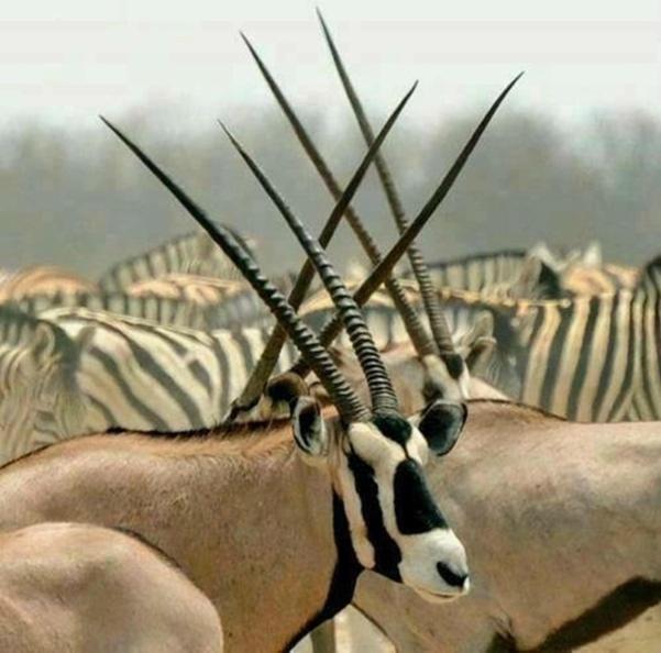 Weltevreden Game Lodge Bloemfontein Esterno foto