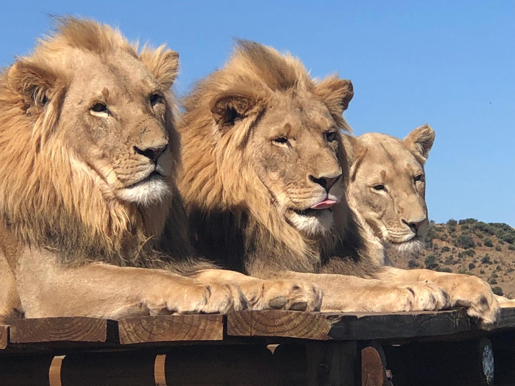 Weltevreden Game Lodge Bloemfontein Esterno foto