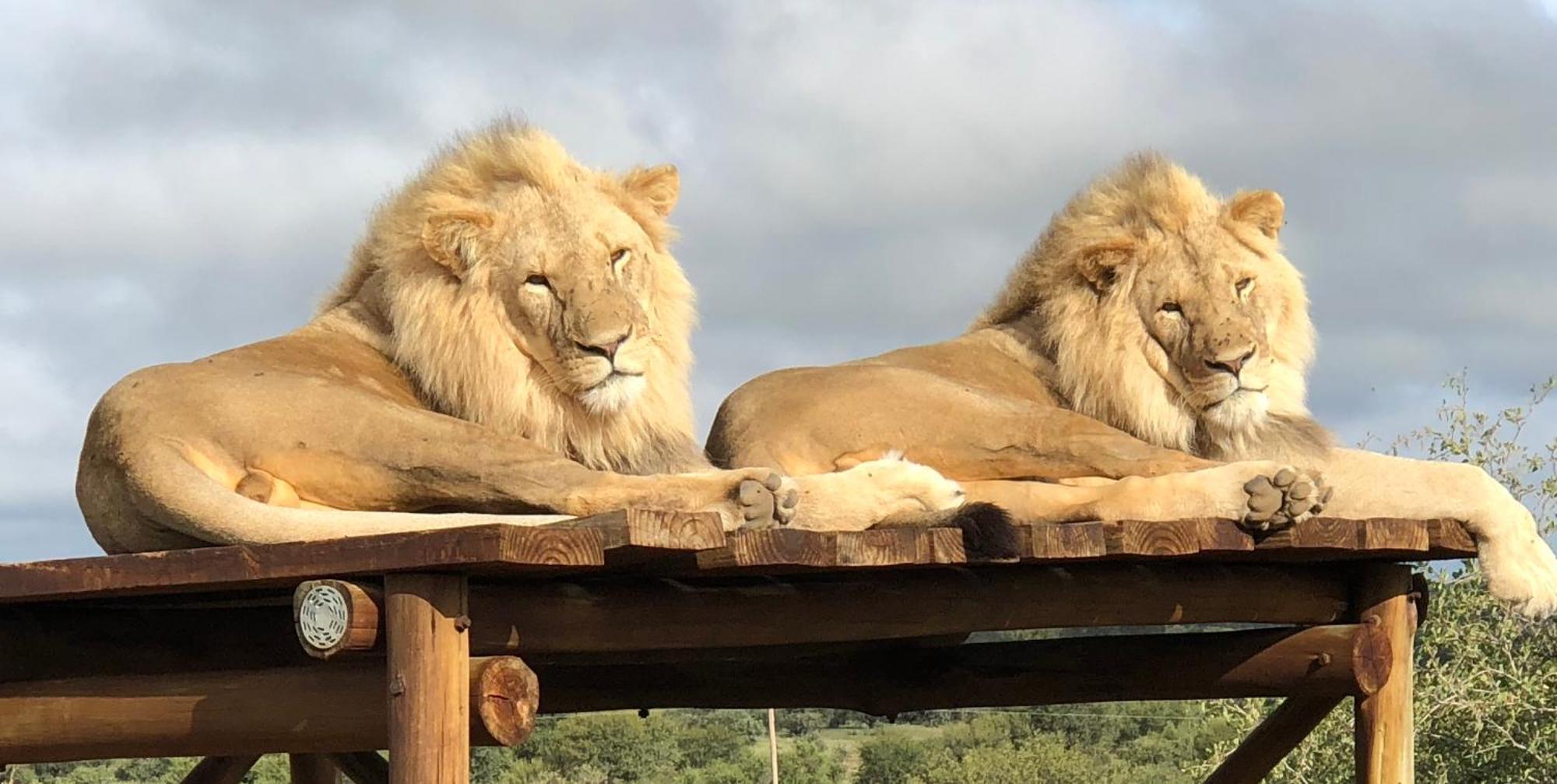 Weltevreden Game Lodge Bloemfontein Esterno foto